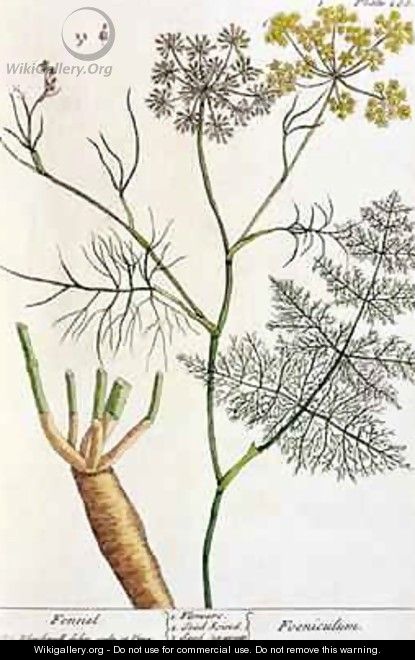 Fennel, plate 288 from 