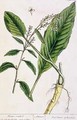 Horseradish, plate 415 from 'A Curious Herbal' - Elizabeth Blackwell