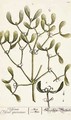 Mistletoe from 'A Curious Herbal' - Elizabeth Blackwell