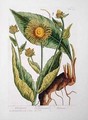 Elecampane, plate 473 from 'A Curious Herbal' - Elizabeth Blackwell