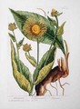 Elecampane, plate 473 from 