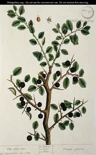 The Sloe Tree, plate 494 from 