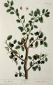 The Sloe Tree, plate 494 from 'The Curious Herbal' - Elizabeth Blackwell