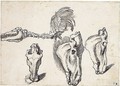 Studies Of The Skeleton And Skull Of A Horse - Sinibaldo Scorza