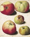Five Apples - (after) Pierre-Joseph Redoute