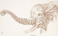 Study Of The Head Of An Elephant - Charles-Nicolas II Cochin