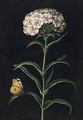 A Sweet William With A Butterfly And A Moth - Barbara Regina Dietzsch