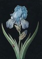 An Iris With A Red Beetle - Barbara Regina Dietzsch