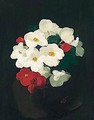 Red And White Christmas Roses - James Stuart Park