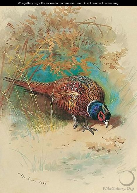 A Cock Pheasant Feeding - Archibald Thorburn