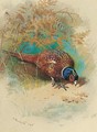 A Cock Pheasant Feeding - Archibald Thorburn