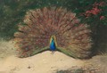 Peacock And Butterfly - Archibald Thorburn