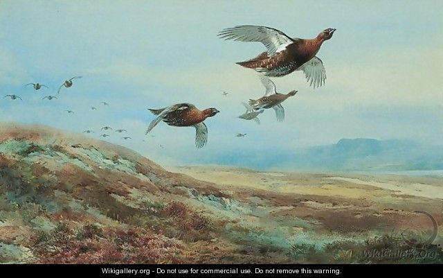 Grouse Over The Moor 2 - Archibald Thorburn