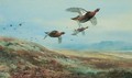 Grouse Over The Moor 2 - Archibald Thorburn