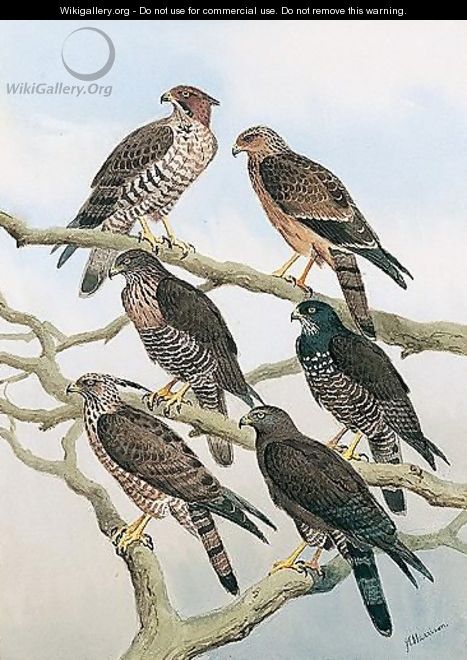 Birds Of Prey - John Cyril Harrison