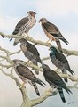 Birds Of Prey - John Cyril Harrison