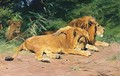 Ruhende Lowen (Lions At Rest) - Wilhelm Kuhnert