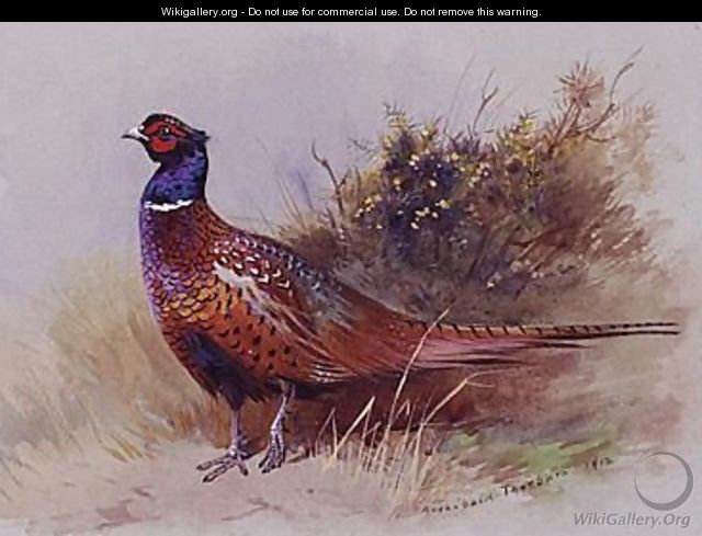 The Pheasant - Archibald Thorburn