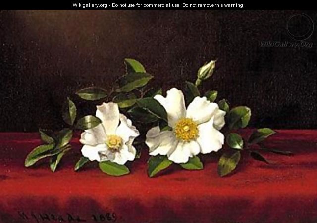 Two cherokee roses on red velvet 1889 - Martin Johnson Heade