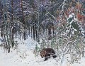 Bears in the snow - Russian School