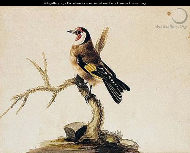 Common Goldfinch - Sarah Stone
