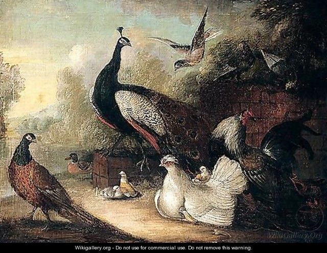 An Assembly Of Birds - Marmaduke Cradock