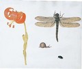 Study of a lily, a dragonfly, a snail and a beetle - (after) Herman Henstenburgh