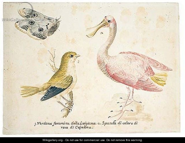 A greenfinch and a juvenile spoonbill, with a butterfly - Italian School