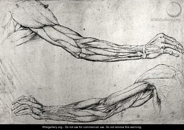 Study of arms - Leonardo Da Vinci
