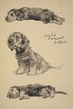 Dandie Dinmont Puppies - Cecil Charles Aldin