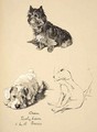 Cairn, Sealyham and Bull Terrier - Cecil Charles Aldin