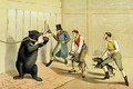 Bear Baiting - Henry Thomas Alken