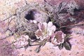 Blossom and Bird's Nest - Helen Cordelia Coleman Angell