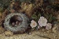 Bird nest and briar roses - W. M. Arundale