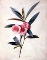 Nerium Oleander (Rose Bay) - Marie Anne