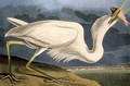 Great White Heron, from 'Birds of America' - (after) Audubon, John James
