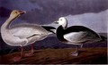 Snow Goose, from 