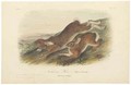 Northern Hare (Old & Young), illustration from 'The Viviparous Quadrupeds of North America' - (after) Audubon, John James