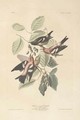 White-winged Crossbill, illustration from 'The Birds of America' - (after) Audubon, John James