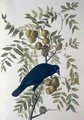 American Crow, from 'Birds of America' - (after) Audubon, John James