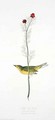 Selby's Fly Catcher, from 'Birds of America' - (after) Audubon, John James