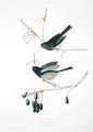 Snow Bird, from 'Birds of America' - (after) Audubon, John James