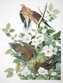 Carolina Pigeon or Turtle Dove, from 'Birds of America' - (after) Audubon, John James