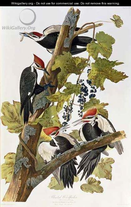 Dryocopus pileatus (Pileated Woodpecker) one adult male and female with two young males - (after) Audubon, John James
