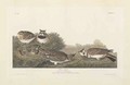 Shore Lark, illustration from 'The Birds of America' - (after) Audubon, John James