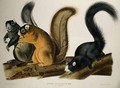 Fox Squirrel, from 'Quadrupeds of America' - (after) Audubon, John James