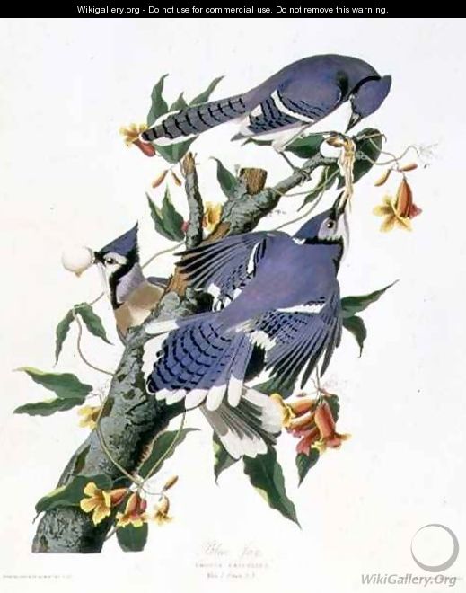 Cyanocitta cristata (Blue Jay) a male and two females - (after) Audubon, John James
