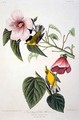 Blue Winged Yellow Warbler, from 'Birds of America' - (after) Audubon, John James