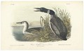 Great North Diver Loon - (after) Audubon, John James