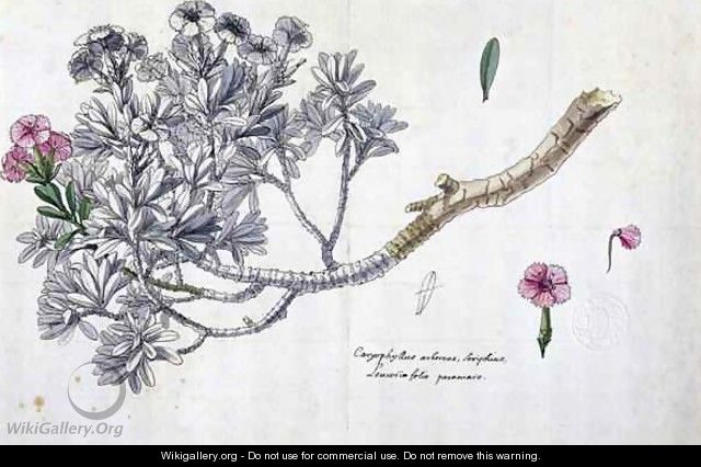 Caryophyllus Arboreus and Seriphius - Claude Aubriet
